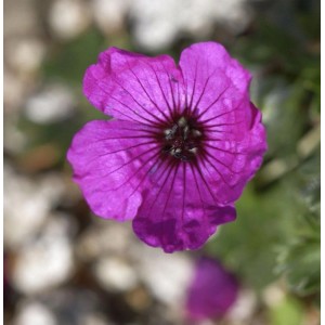 Nahaufnahme einer purpurfarbenen Blüte des Storchenschnabels (Geranium cinereum).
