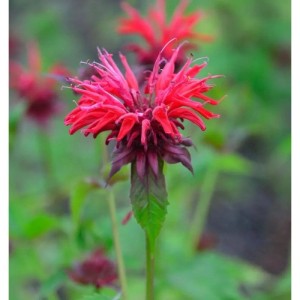 Leuchtend rote Indianernessel 'Gardenview Scarlett' als Gartenstaude im Beet.