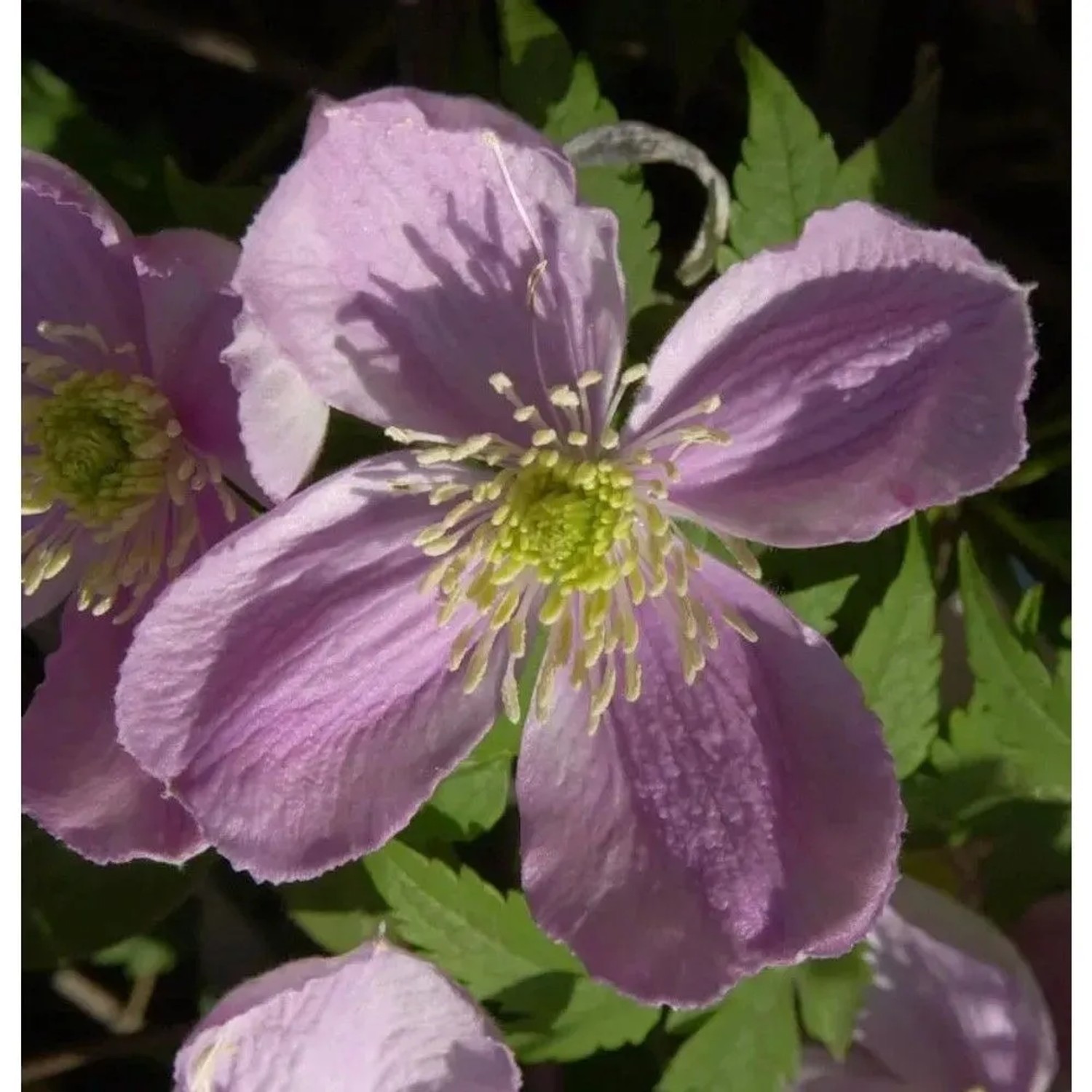 Berg Waldrebe Freda 40-60cm - Clematis montana