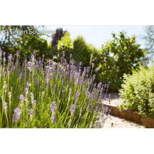 Blühender Lavendel (Lavandula angustifolia) im Garten, lila Blüten, grüne Blätter. Bienenweide.