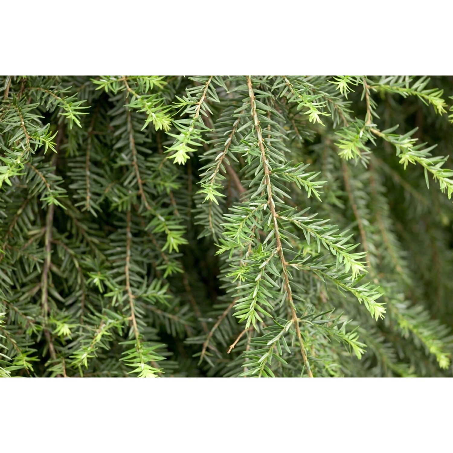 Tsuga Canadensis Pendula Kanadische Hemlocktanne 100–125 cm günstig online kaufen