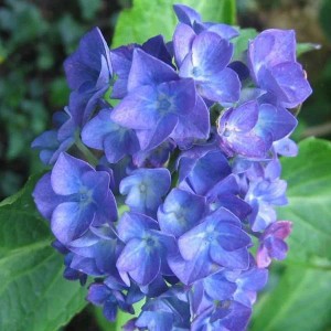 Hortensie 'Blauer Zwerg' Hydrangea macrophylla 25 bis 30 cm im Container Blaue Blüten je nach Boden