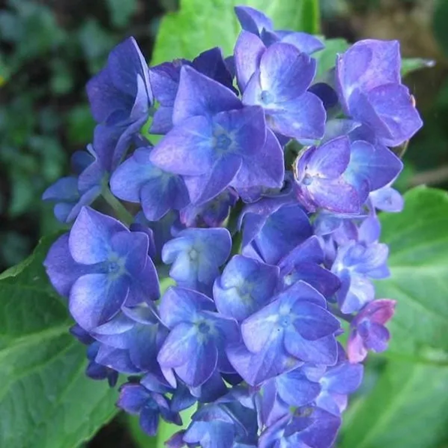 Hortensie 'Blauer Zwerg' Hydrangea macrophylla 25 bis 30 cm im Container Blaue Blüten je nach Boden