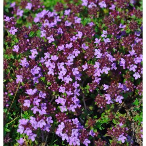 Blühender Kümmel-Thymian (Thymus herba-barona) mit lila Blüten, Nahaufnahme.
