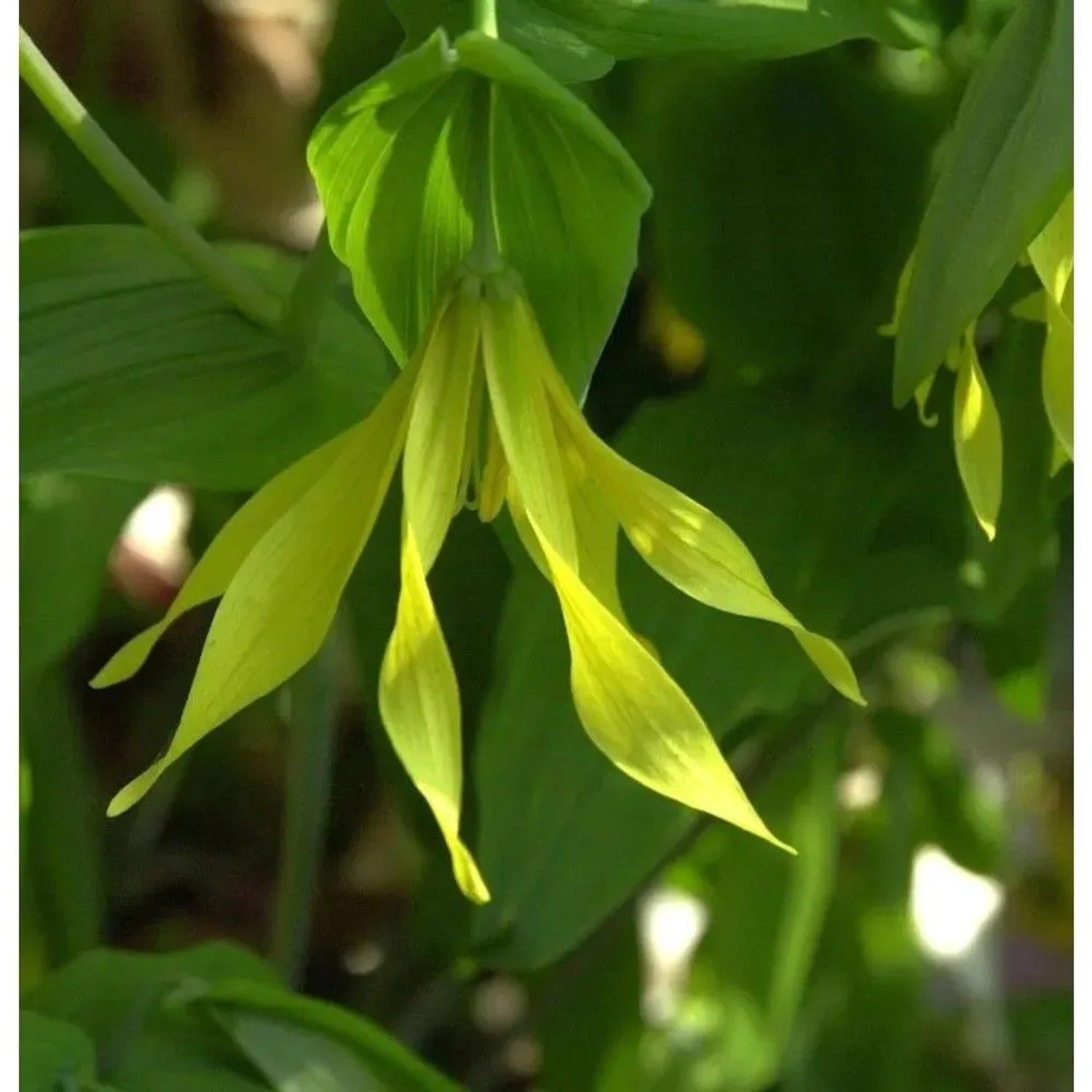 Trauerglocke - Uvularia sessilifolia