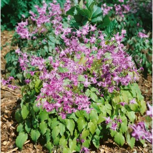 Foto der Elfenblume 'Lilafee' im 9x9 cm Topf. Die Staude hat lilafarbene Blüten und grüne Blätter.