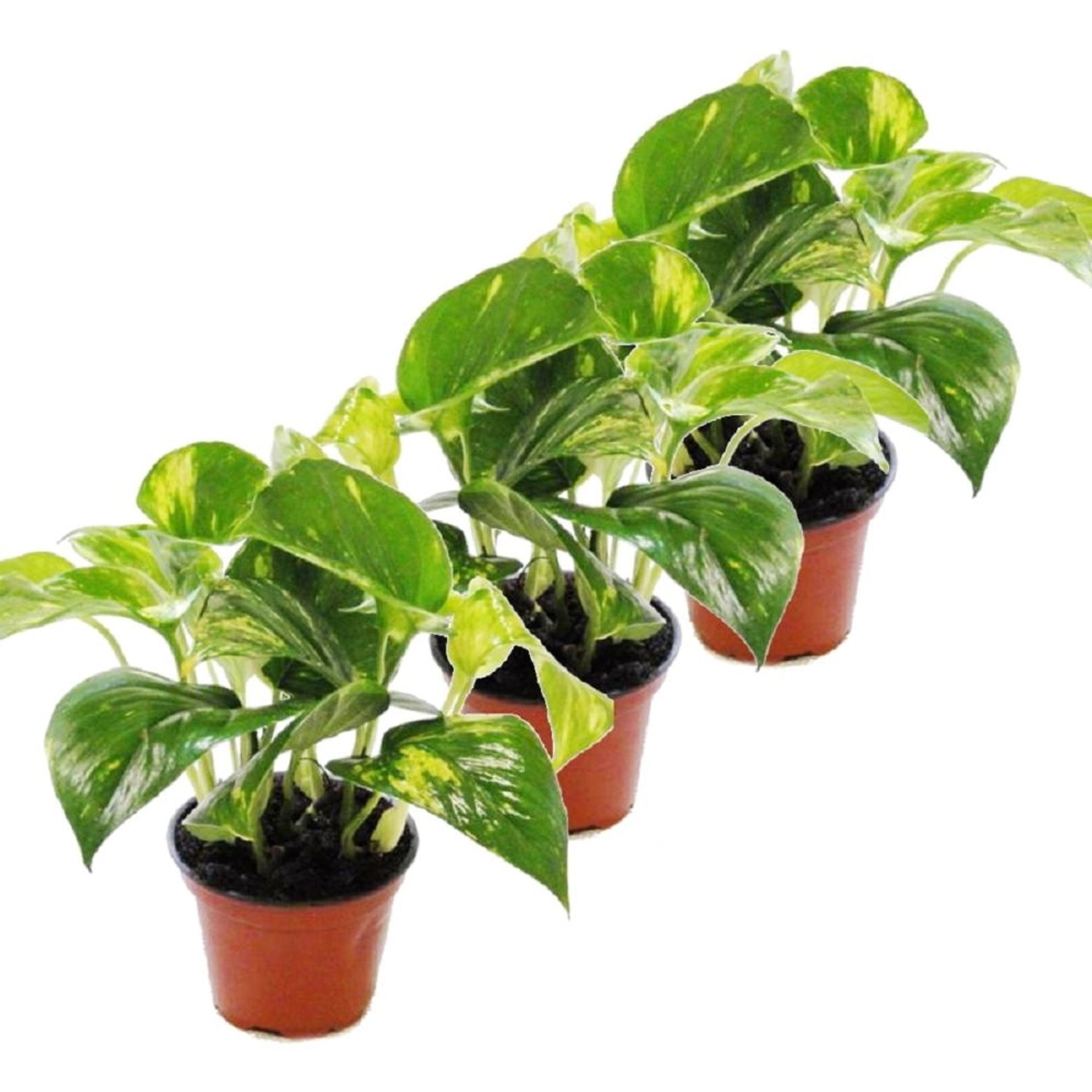 Exotenherz 3er Set Efeutute Scindapsus Epipremnum 12cm Topf