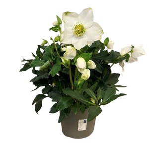 Christrose 'Wintergold' im Topf, weiße Blüten mit gelber Mitte und grünes Laub.