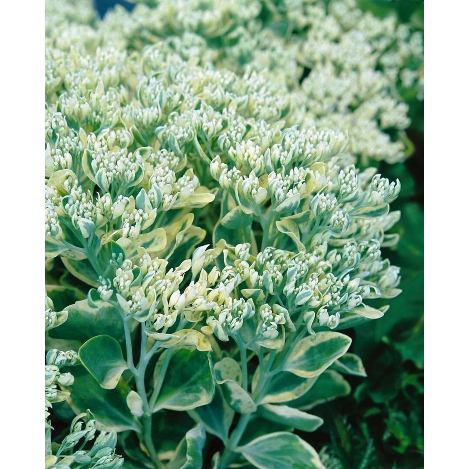 Sedum Telephium Frosty Morn Fetthenne Ca. 9x9 cm Topf günstig online kaufen