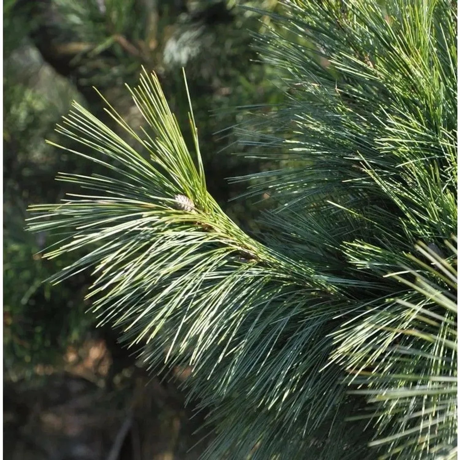Schwerin Kiefer Wiethorst 50-60cm - Pinus schwerinii
