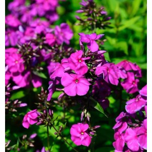 Nahaufnahme der leuchtend pinkfarbenen Blüten der Hohen Flammenblume Düsterlohe (Phlox Paniculata).