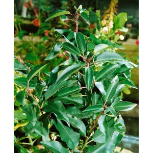 Portugiesischer Kirschlorbeer 'Myrtifolia', 40-60 cm, buschige Heckenpflanze mit glänzend grünen Blättern.