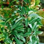 Portugiesischer Kirschlorbeer 'Myrtifolia', 40-60 cm, buschige Heckenpflanze mit glänzend grünen Blättern.
