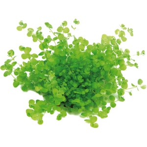 Dennerle Plants Aquariumpflanze Micranthemum Umbrosum, hellgrüne Wasserpflanze mit runden Blättern.