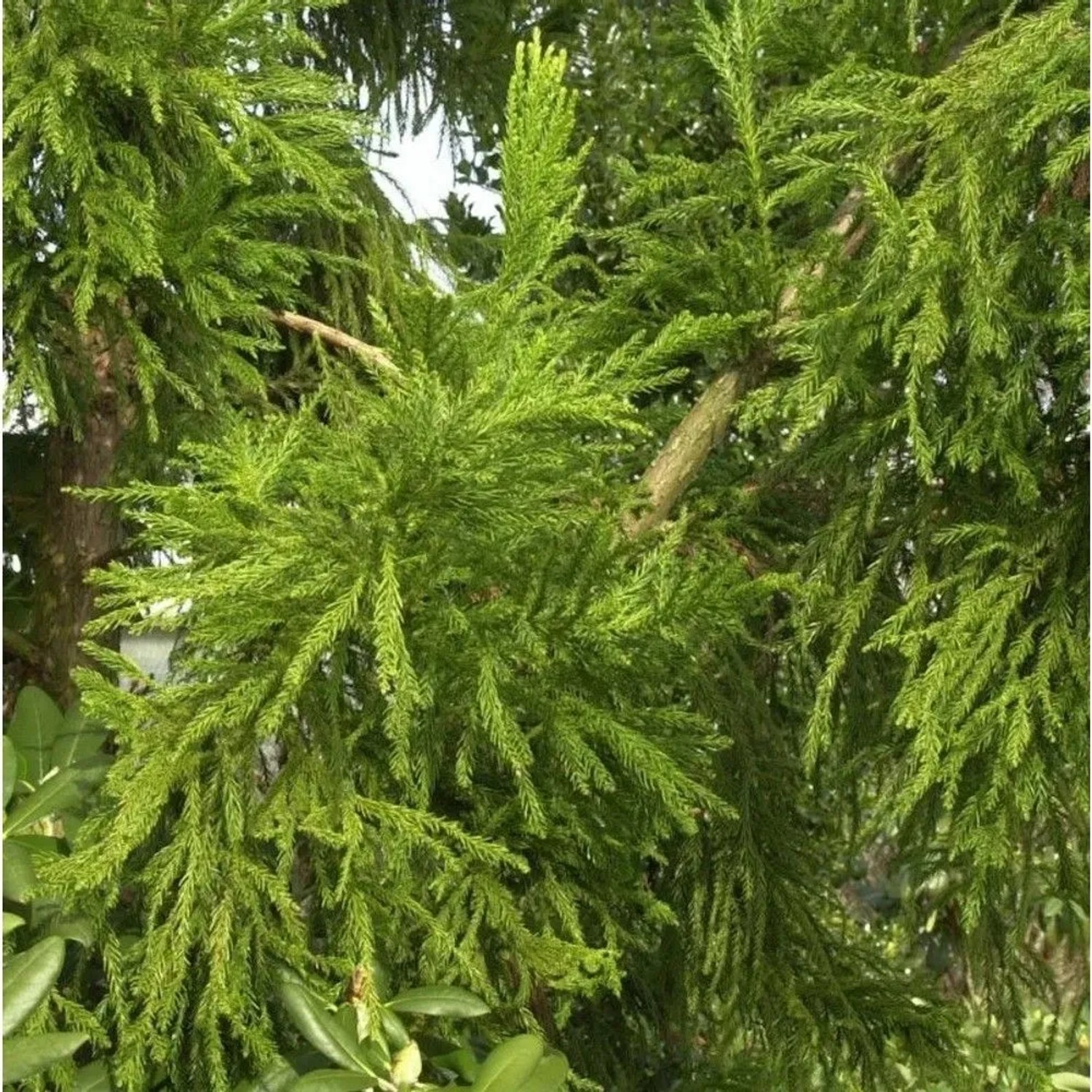 Hahnenkamm Sicheltanne Cristata 80-100cm - Cryptomeria japonica