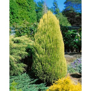 Goldgelbe Chamaecyparis lawsoniana 'Erecta Aurea' Heckenpflanze, 80-100 cm hoch.