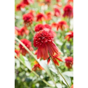 Roter Sonnenhut 'Hot Papaya': Leuchtend rote Echinacea Staude im 11x11 cm Topf.