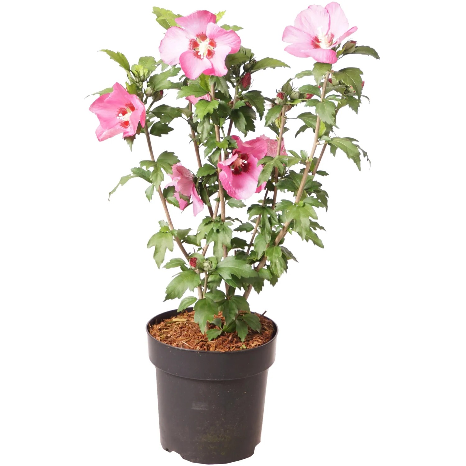 Garten-Eibisch "Pink Giant" Höhe ca. 50 cm Topf ca. 4,5 l Hibiscus syriacus