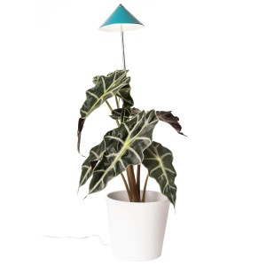 Petrolfarbene LED-Pflanzenlampe (7W) mit Teleskopstab für Pflanzenanzucht im Topf.