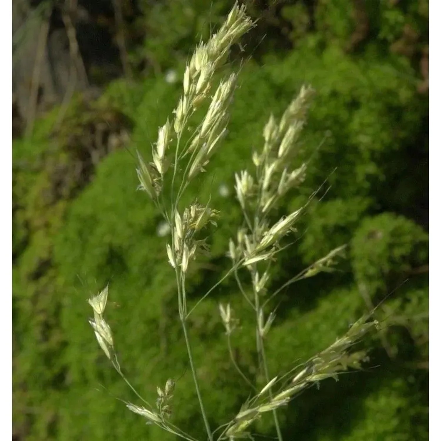 Blaustrahlhafer Pendula - Helictotrichon sempervirens