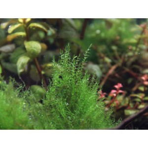 Moosfarbene Dennerle Aquariumpflanze Amblystegi um serpens, 5-10 cm, im Aquarium.