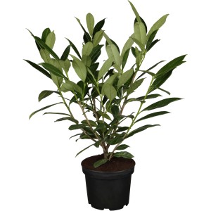 Kirschlorbeer Caucasica im Topf, ca. 40-60 cm hoch, ideal als immergrüne Sichtschutzhecke.