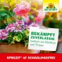 Neudorff Spruzit AF Schädlingsfrei: Mittel gegen Blattläuse an Zierpflanzen.