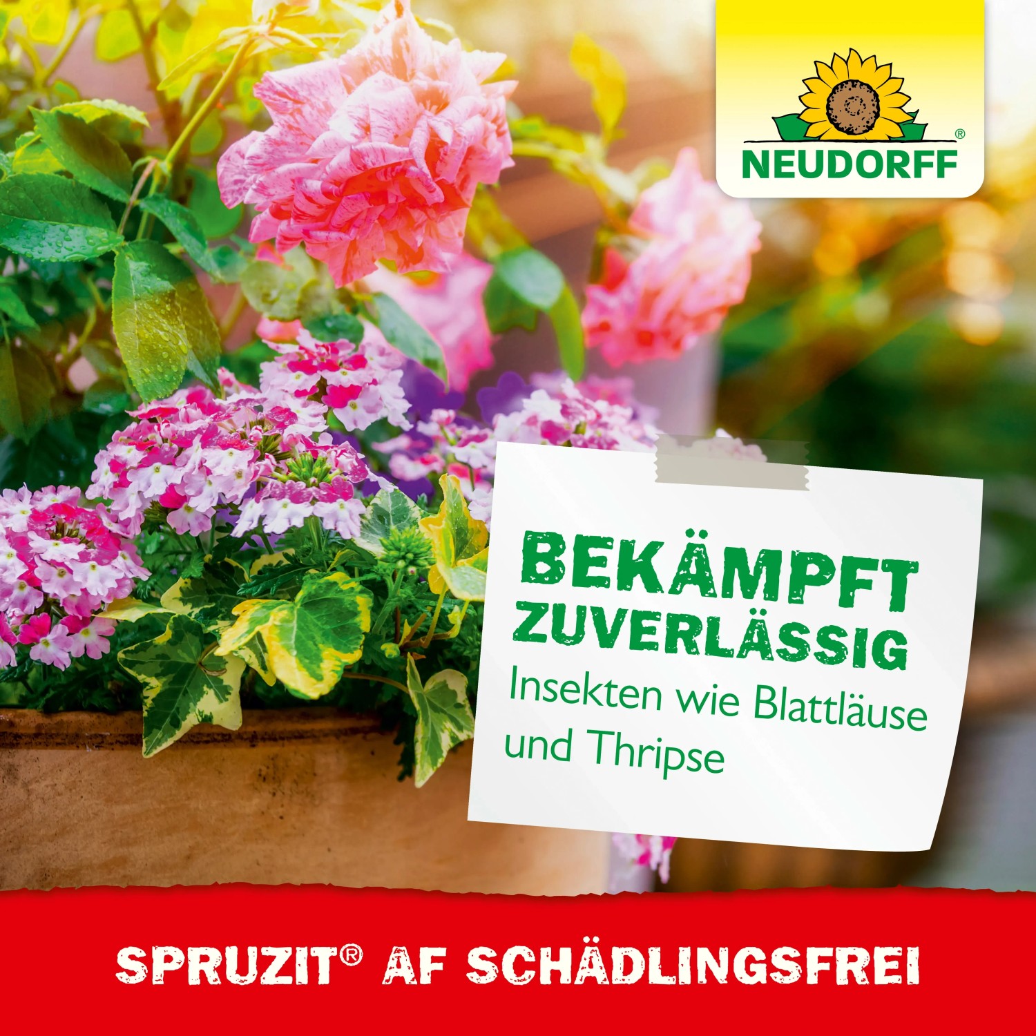 Neudorff Spruzit AF Schädlingsfrei: Mittel gegen Blattläuse an Zierpflanzen.