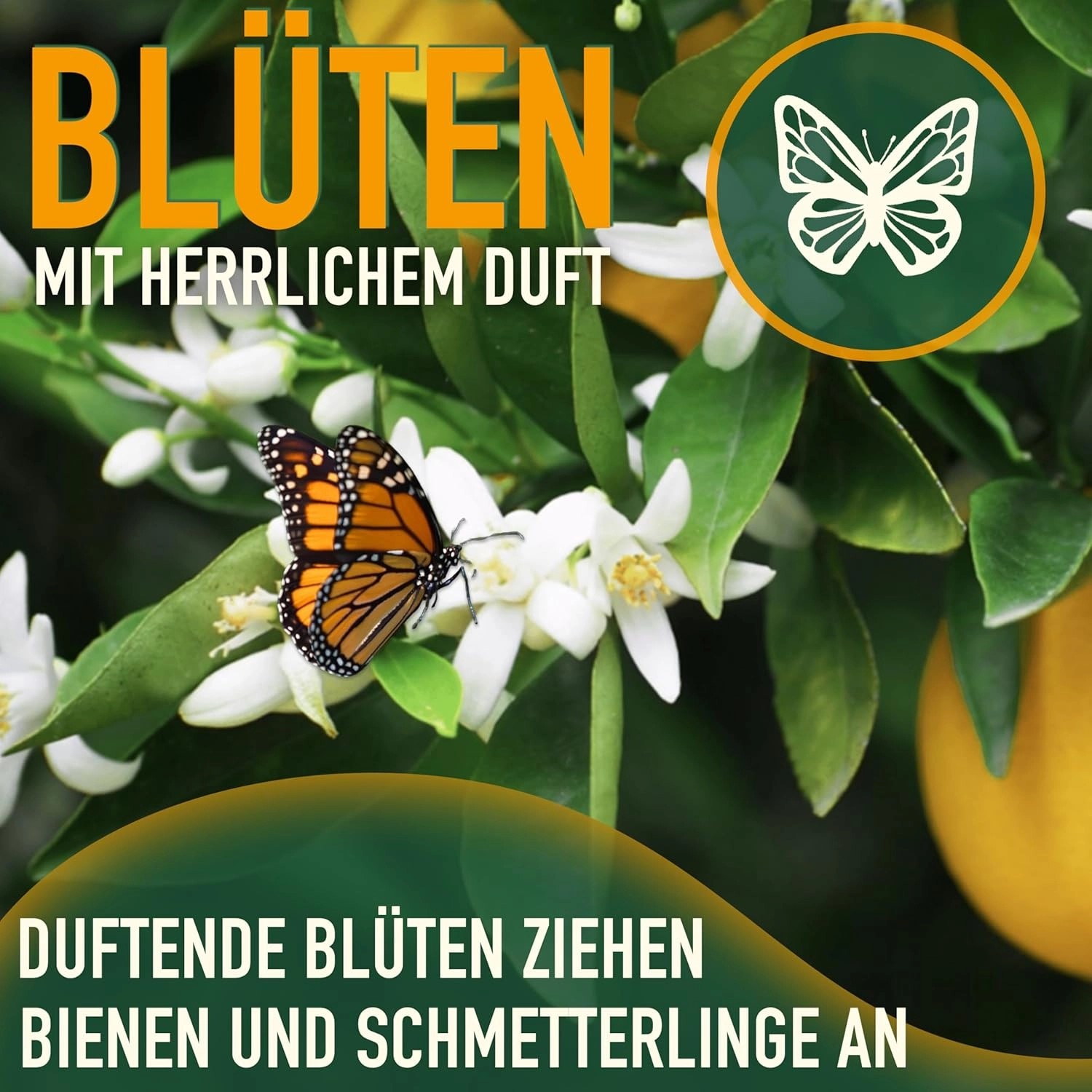Blühender Zitronenbaum mit Schmetterling. Der Citrus Limon Obstbaum zieht Bienen und Schmetterlinge an.