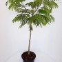 Pflanzen-Boering Albizia Ombrella-Stämmchen im Topf, Seidenbaum mit grünen Blättern.