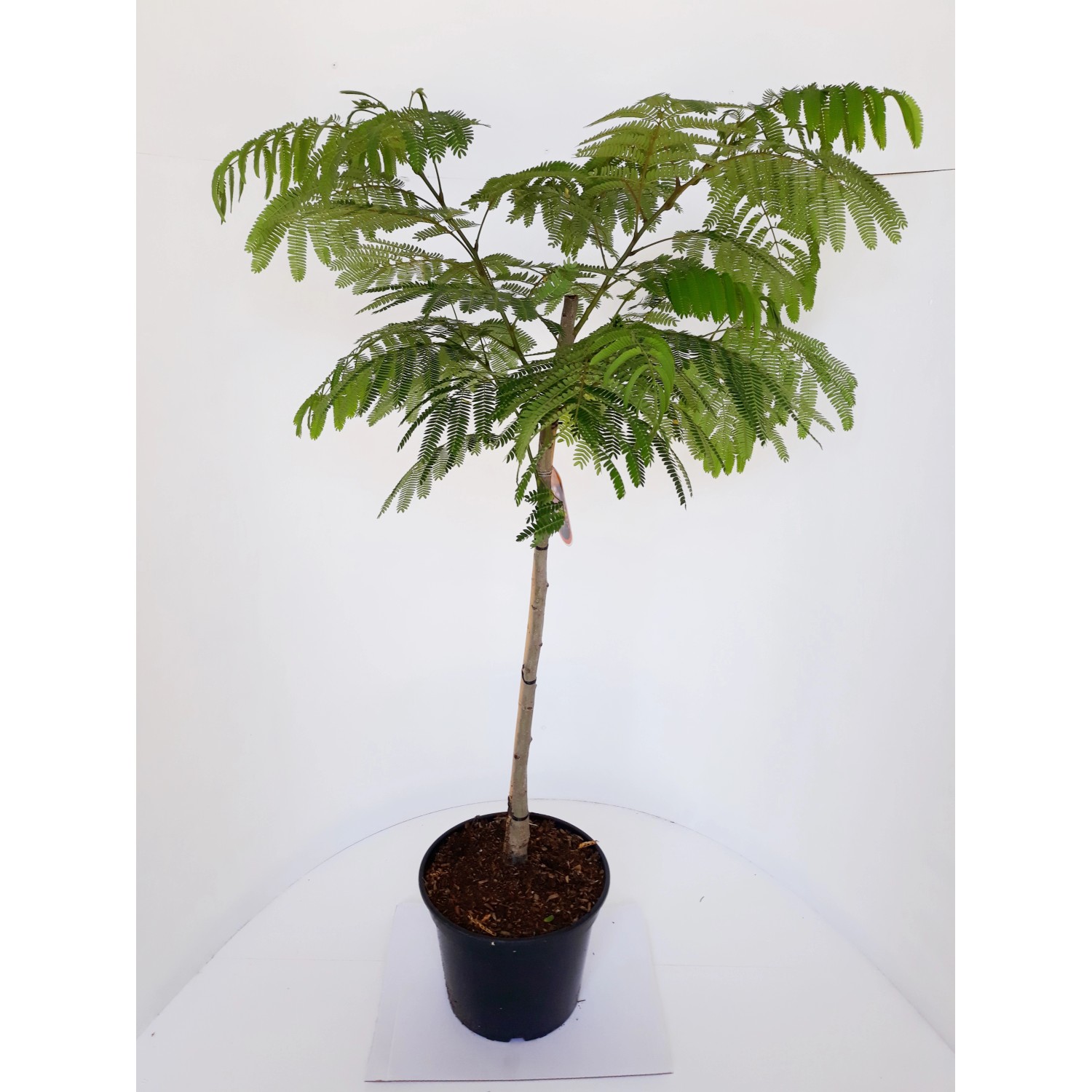 Pflanzen-Boering Albizia Ombrella-Stämmchen 80 cm  Seidenbaum  Schlafbaum S günstig online kaufen