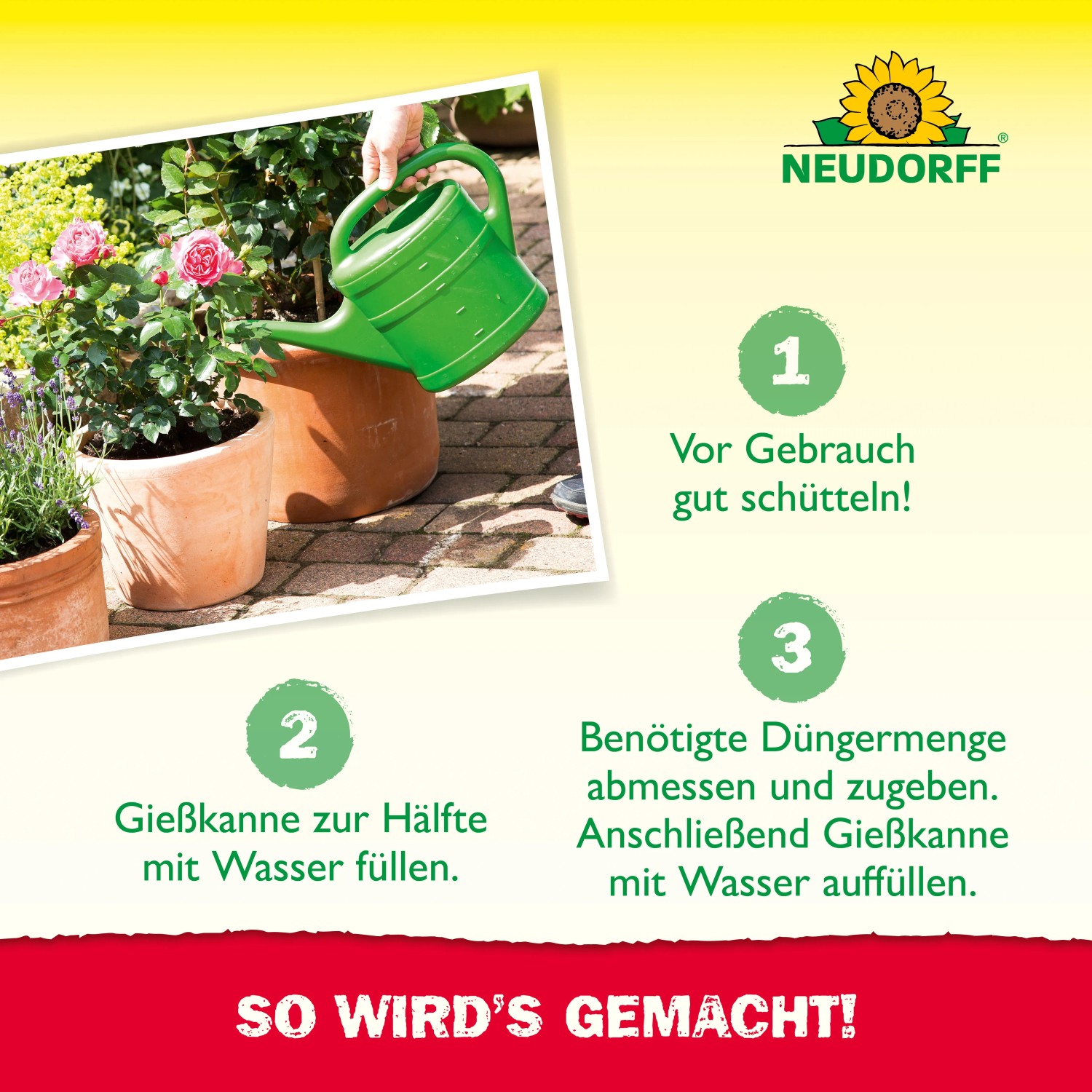 Anwendung des Neudorff Rosen-Dünger Azet Plus: Gießen von Rosen mit einer grünen Gießkanne.