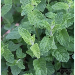 Nahaufnahme der grünen Blätter einer Erdbeerminze (Mentha cultorum), einer Gartenstaude.