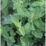 Nahaufnahme der grünen Blätter einer Erdbeerminze (Mentha cultorum), einer Gartenstaude.