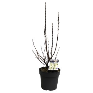 Junge, weiße Japanische Mandelkirsche (Prunus tomentosa) im Topf, ca. 40 cm hoch.