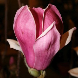 Nahaufnahme einer rosafarbenen Magnolie 'Satisfaction' Blüte von GROW by OBI.