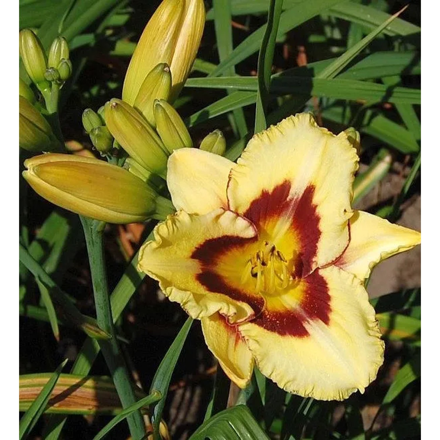 Taglilie El Desperado - Hemerocallis cultorum