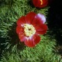 Netzblatt Pfingstrose - Paeonia tenuifolia_2