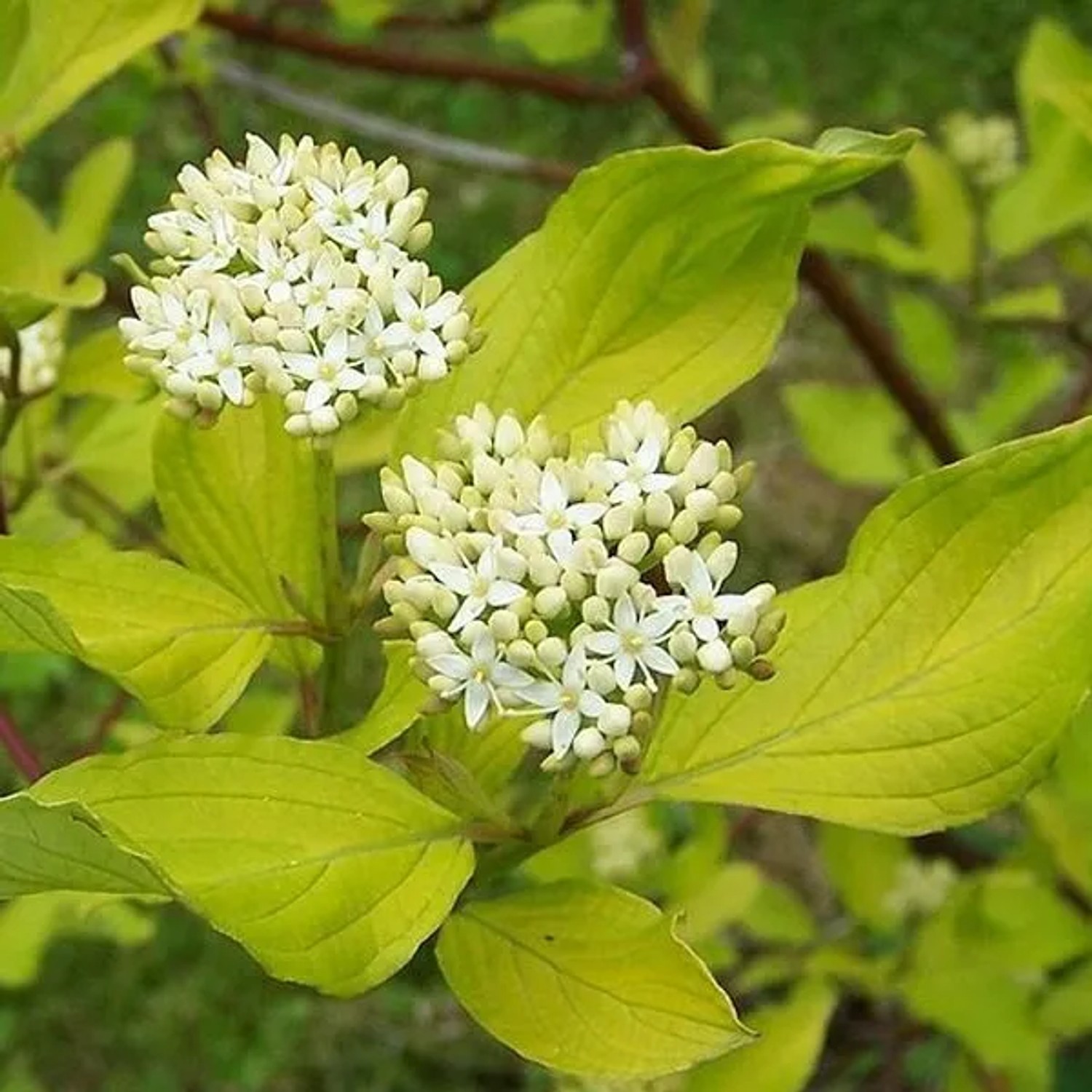 Weißer Hartriegel Cornus alba 60 bis 80 cm im Container Herbstfärbung