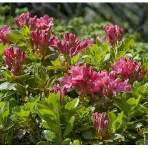 Bewimperte Alpenrose (Rhododendron hirsutum) mit pinkfarbenen Blüten und grünen Blättern.