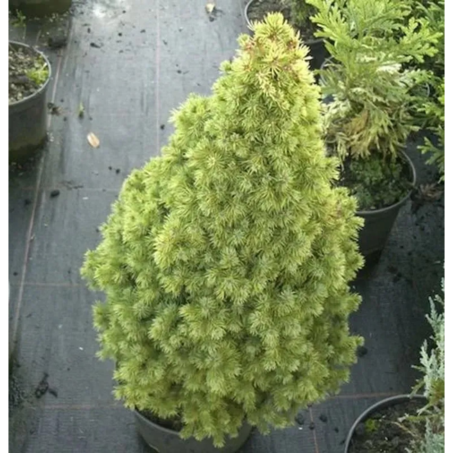 Zuckerhutfichte Rainbows End 30-40cm - Picea glauca