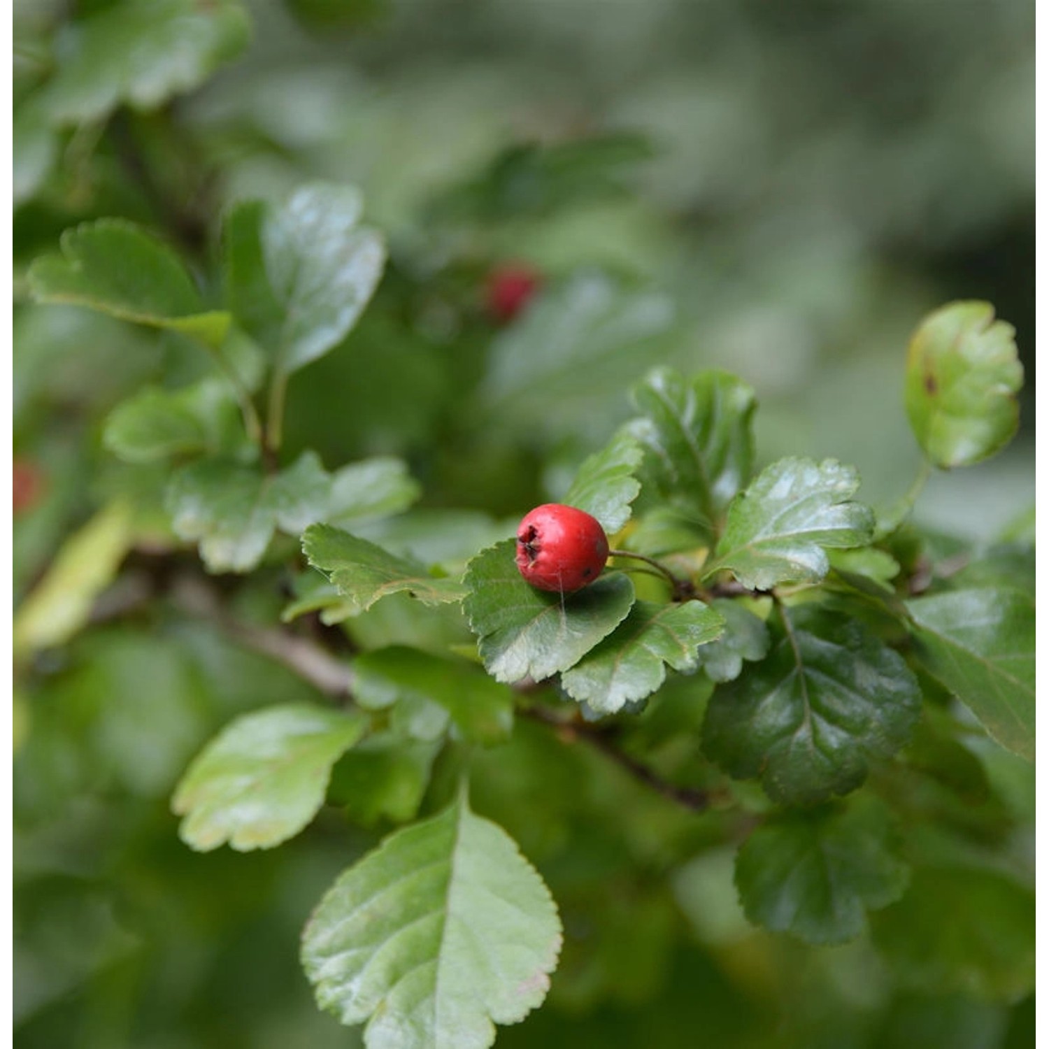 Zweigriffeliger Weißdorn 80-100cm - Crataegus laevigata günstig online kaufen