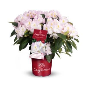 Easydendron Rhododendron Gomer Waterer II im Topf mit weißen Blüten und grünen Blättern.
