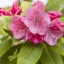 Rosa Rhododendron Williamsianum 'Gartendirektor Glocker' mit grünen Blättern.