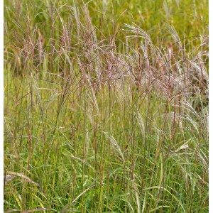 Chinaschilf 'Vorläufer' (Miscanthus sinensis), Ziergras mit filigranen Blütenständen.