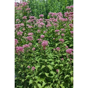 Purpurdost 'Purple Bush' (Eupatorium fistulosum) im Topf, purpurfarbene Blüten.