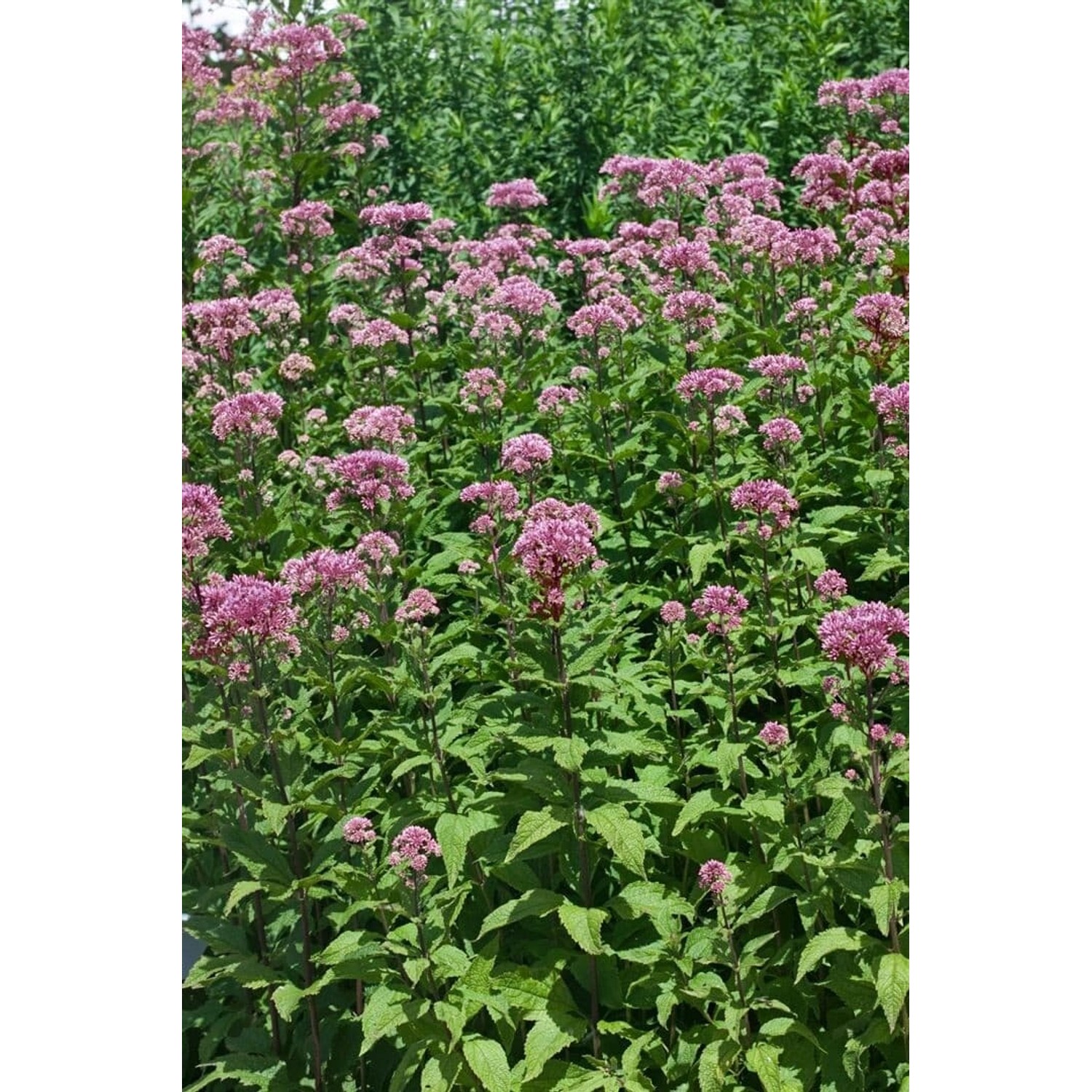 Eupatorium Fistulosum Purple Bush Purpurdost Ca. 11x11 cm Topf günstig online kaufen