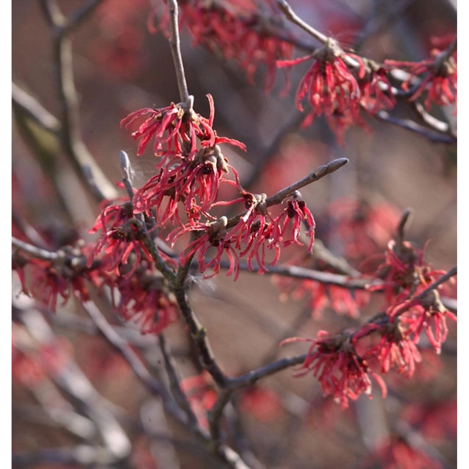 Rote Zaubernuß Ruby Glow 60-80cm - Hamamelis intermedia günstig online kaufen