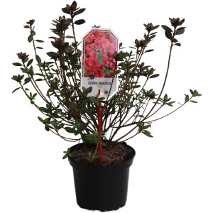 Japanische Azalee Radja Orange im Topf, ca. 20-25 cm hoch, mit orangen Blüten.