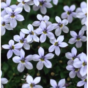 Nahaufnahme von blauem Bubikopf (Pratia pedunculata), einer blühenden Staude.